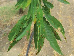 Lepra o abolladura El hongo causal es el ascomiceto Taphrina deformans (Berk.) Tul. Esta enfermedad afecta a las hojas (foto 4) y también puede afectar los frutos tiernos.