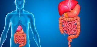 función del sistema digestivo El Sistema digestivo es el conjunto de órganos encargados del proceso de la digestión,es decir, la transformación de los