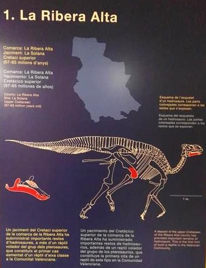 Actualmente, el Museo de Ciencias Naturales de Valencia alberga una importante representación de dinosaurios fósiles de la Comunidad Valenciana, los restos más legibles y representativos se exponen