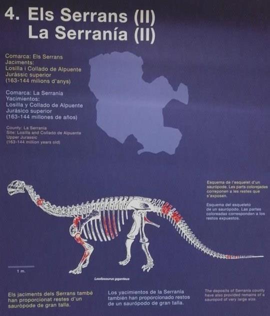 También se puede ver un proximal de radio y una vértebra perteneciente a un Braquiosaurio y varios restos del estegosaurio Dacentrurus armatus: dos vértebras cervicales, una costilla y una espina