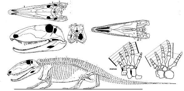 Los primeros pasos de la evolución sinápsida Son el grupo hermano del resto de reptiles Aparecen en el Carbonífero, diversificando en el Pérmico, siendo los vertebrados más importantes en sus
