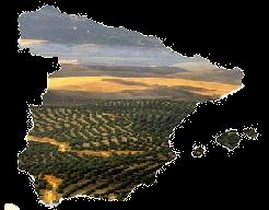 1. El sector del aceite de oliva español El olivar ha crecido y se ha modernizado 1.