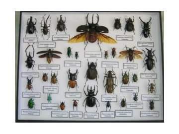 Pinzasentomológicas Alfileres y gavetas entomológicas: Los insectos colectados deben estar montados adecuadamente para su manipulación, para esto es necesario clavarlos con un alfiler de acero