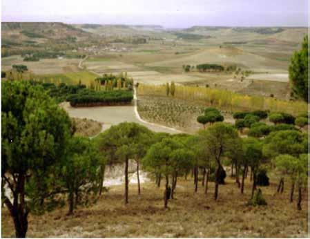 El pino piñonero, pino doncel El pino piñonero, Pinus pinea L., es uno de los árboles autóctonos más característicos de la Península Ibérica, donde forma parte del paisaje mediterráneo.