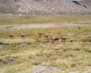 Bofedales del Altiplano de Arica-Parinacota Estos humedales poseen gran importancia social, cultural, ambiental y económica para las comunidades aymara del Altiplano.