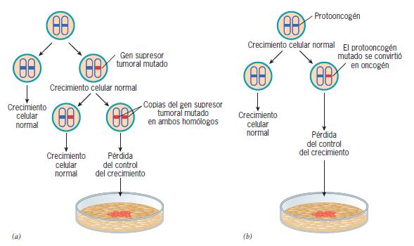 Figura 16.9 Efectos contrastantes de las mutaciones en los genes supresores tumorales (a) y los oncogenes (b).