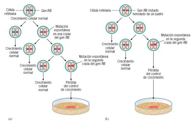 Figura 16.11 Mutaciones en el gen RB que pueden conducir al retinoblastoma.