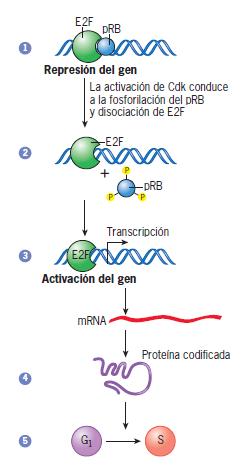 Figura 16.12 La función de prb en el control de la transcripción de genes necesarios para la progresión del ciclo celular.