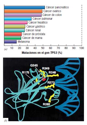 Figura 16.13 Función del gen supresor tumoral TP53 en el cáncer humano. (a) La frecuencia con que ambos alelos del gen TP53 mutan en los diversos tipos de cánceres.