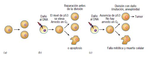Figura 16.14 Un modelo de la función de p53. (a) La división celular normal no requiere la participación de p53.