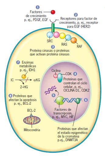 Figura 16.17 Esquema que resume los tipos de proteínas codificadas por los protooncogenes.