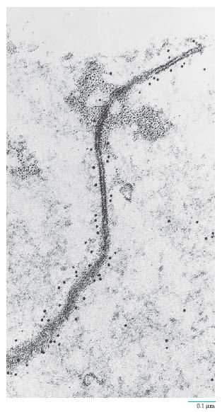 Vías Experimentales Figura 3 Micrografía electrónica de un corte a través de un par de fibroblastos adyacentes que se habían tratado con anticuerpos marcados con ferritina contra la proteína pp60src.