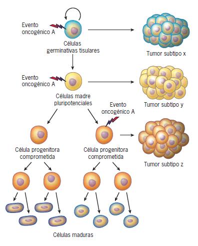 Figura 16.7 Células que supuestamente originan tumores malignos. Los tejidos contienen células en diversas fases de diferenciación.