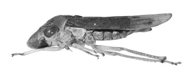 DELLAPÉ, G. and S. L. PARADELL. First record of Homalodisca in Argentina 365 A B Fig. 1. Female Homalodisca ignorata Melichar.