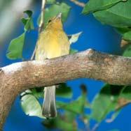 Ceja Amarilla Yellow-browed Tody-Flycather