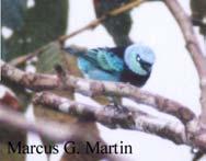 SCZ Saguayo-Copah Orden: Passeriformes Cod: 1621 cm