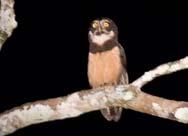 Pulsatrix perspicillata Búho de Anteojos Spectacled Owl