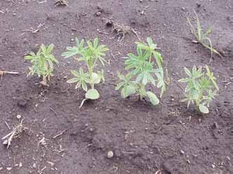 Daño provocado por sobredosis de herbicida de preemergencia (simazina) en lupino