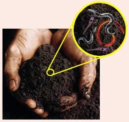 Organismos del suelo Contribuyen a la formación de la material orgánica. Convierten la materia orgánica en CO 2 o en compuestos orgánicos (i.