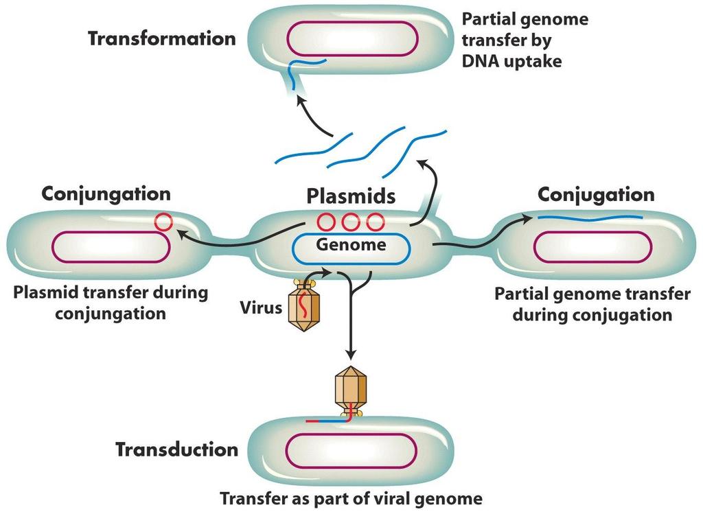 4. MECANISMOS DE TRANSFERENCIA HORIZONTAL DEL MATERIAL GENÉTICO EN BACTERIAS Transformación Transferencia parcial del genoma por consumo de DNA Conjugación Plásmidos