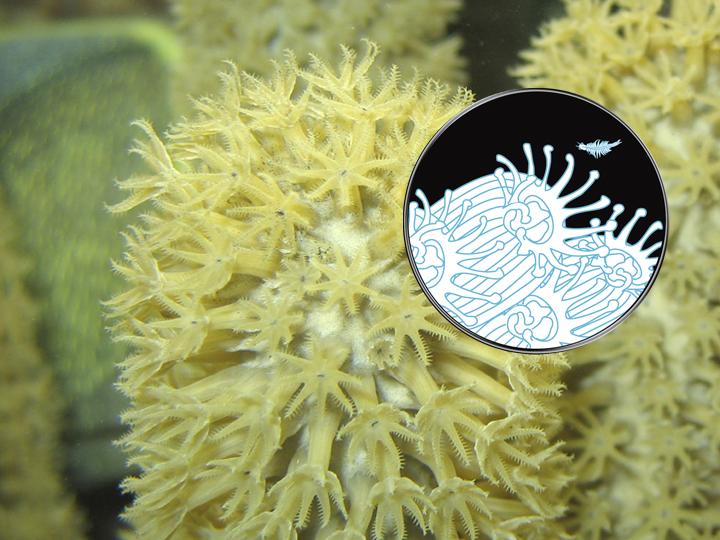 Como se alimentan los Corales?
