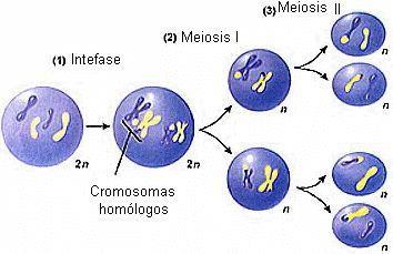 Por tanto hay células que deben dividirse de manera especial para que no se duplique el número de cromosomas de una generación a otra.