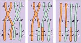 La cromatina se condensa formando los cromosomas, que en algún momento estarán duplicados; es decir, formados por dos cromátidas, cada una de las cuales guarda