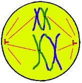 Metafase I Anafase I Los centrosomas llegan a los polos y se termina de formar el huso mitótico o acromático.