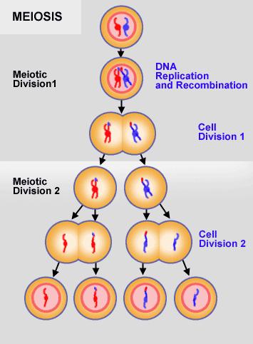 célula inicial) y el nucleolo. Los cromosomas se descondensan formando de nuevo la cromatina.