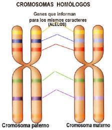 Número de cromosomas Las células de todos los individuos de la misma especie tienen el mismo número de cromosomas y pueden ser diploides o haploides.