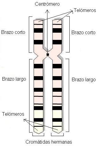 - La forma de los cromosomas Estructura del cromosoma simple Estructura del cromosoma duplicado Centrómero: es un estrechamiento donde se unen los dos brazos.