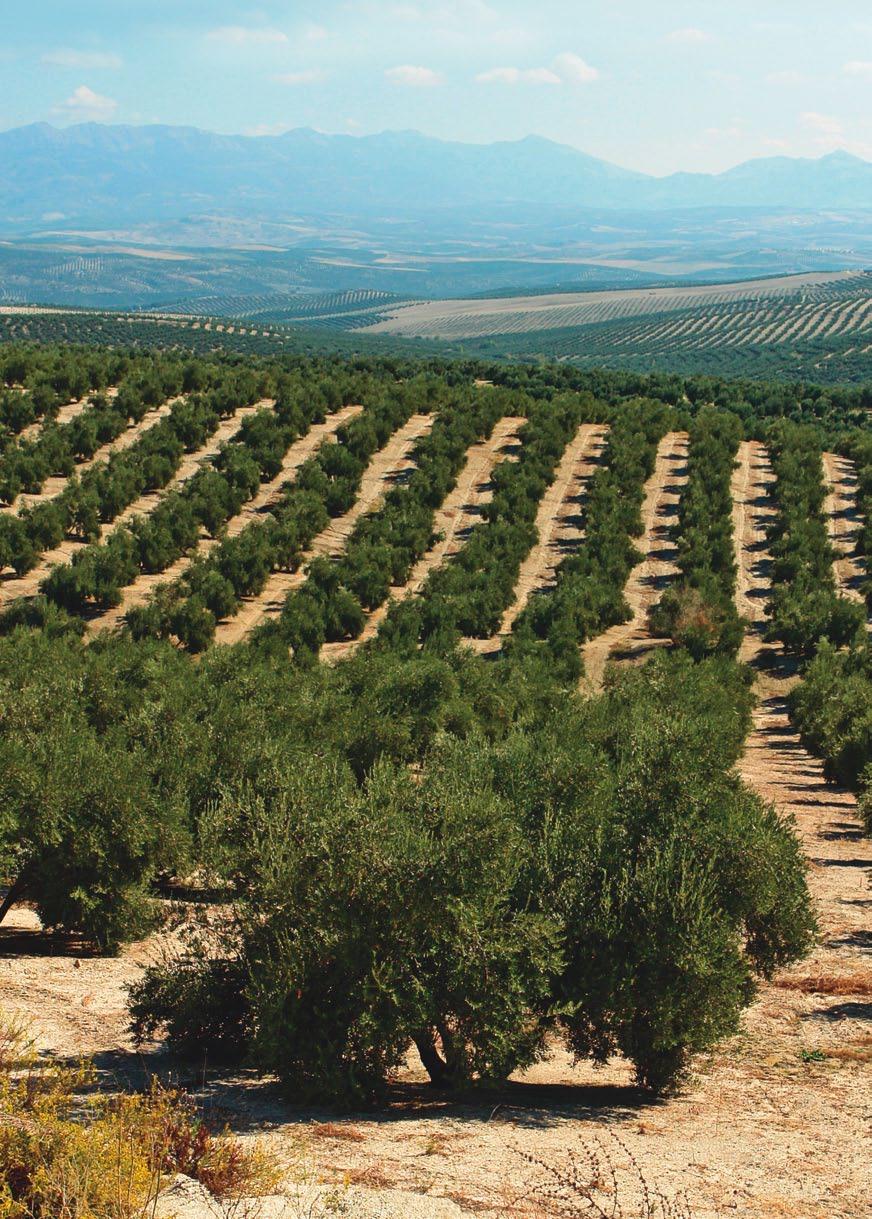 super olivo Olivar productivo y rentable con el mejor abono. La marca de fertilizantes Nitrofoska es la más conocida y la preferida por los olivareros.
