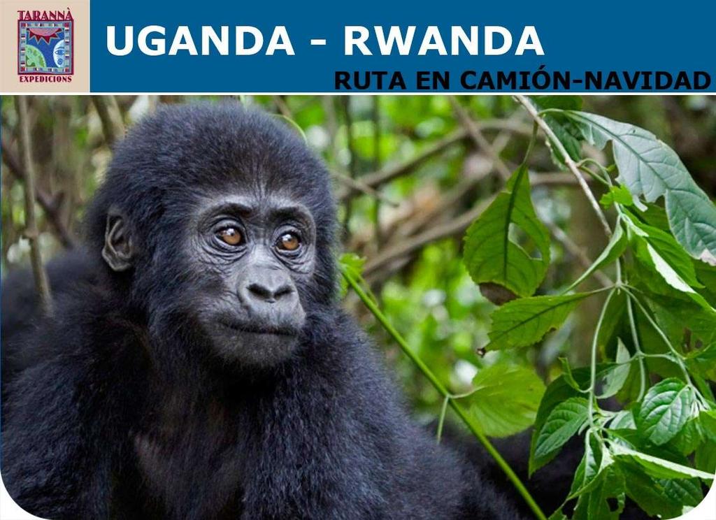 GORILAS EN LA NIEBLA. ESPECIAL NAVIDAD Un viaje por Uganda y Rwanda.