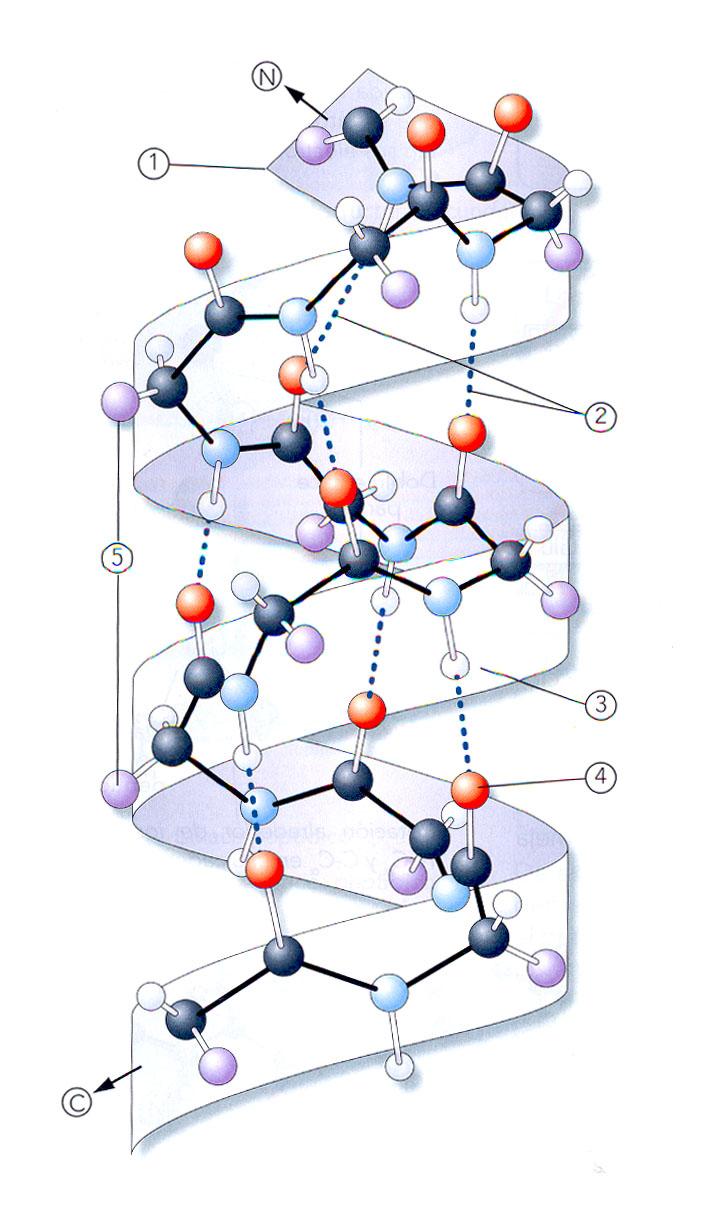 Estructura secundaria: (proteínas fibrilares) Enrollamiento de la cadena polipeptídica en el espacio como consecuencia de la rotación del carbono α, estableciéndose entre los diferentes aminoácidos