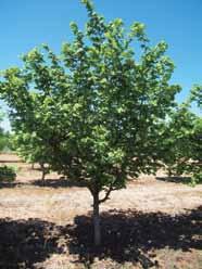 Después que el árbol está formado se recomienda realizar podas de mantenimiento e idealmente efectuarlas en forma alternada respecto a las caras del árbol.