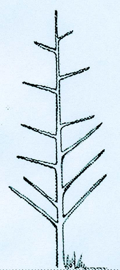 SELECCIÓN DE RAMAS Se seleccionarán como ramas permanentes aquellas ramas que poseen un ángulo de inserción de 70 a 90 La primera rama permanente debería estar localizada a una altura de 1,20 m del