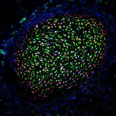 Diferenciación in vivo a mesodermo: Células