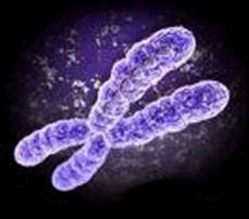 Radiaciones onizantes y alteraciones cromosómicas Centromero: constricción que divide al cromosoma en dos brazos, corto y largo Linea