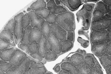 Órganos linfoides primarios: bolsa de Fabricio Bolsa de Fabricio - componentes Mucosa cloacal Plicae bursales