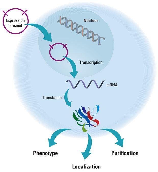 Transfección: Proceso por el cual un ácido nucleico foráneo ingresa en una célula eucariota Para qué transfectar?