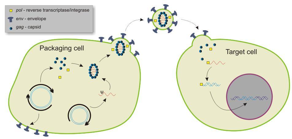 Métodos biológicos 1. Producción de partículas pseudovirales en células empaquetadoras: virus defectivos para la replicación cuyo genoma incluye al gen de interés 2.