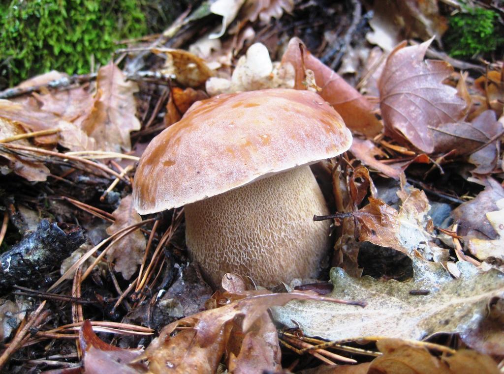 Boletus aestivalis Bolet d estiu, hongo de San Juan Sombrero: hasta 20 cm, cutícula seca, aterciopelada, que se cuartea con facilidad y de color marrón claro.
