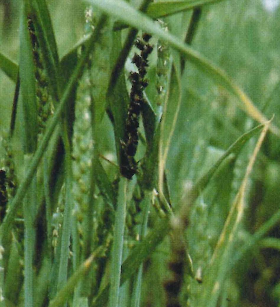Carbón desnudo del trigo Ustilago tritici Transmisión: Los hongos se mantienen en el embrión de las semilla.