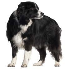 En caninos las articulaciones sinoviales frecuentemente afectadas son: Articulación de la