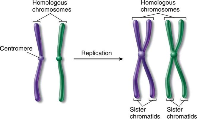 Cromosomas homólogos vs.