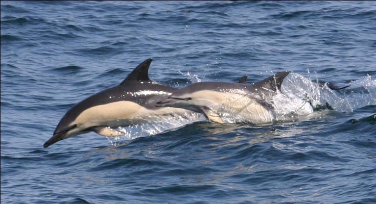 Avistamientos Durante los embarques realizados a bordo de los barcos de pesca se registraron un total de 80 avistamientos de 5 especies de cetáceos(tabla 34): delfín común, delfín mular, calderón