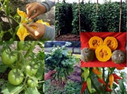 Mejoramiento Genético, Agronomía y Producción de Semillas de Hortalizas Líneas de Investigación: Obtención de cultivares mejorados genéticamente Recursos Genéticos Hortícolas Sistemas agronómicos de