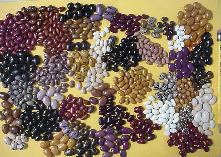 Variación en tipos de semilla de frijol.