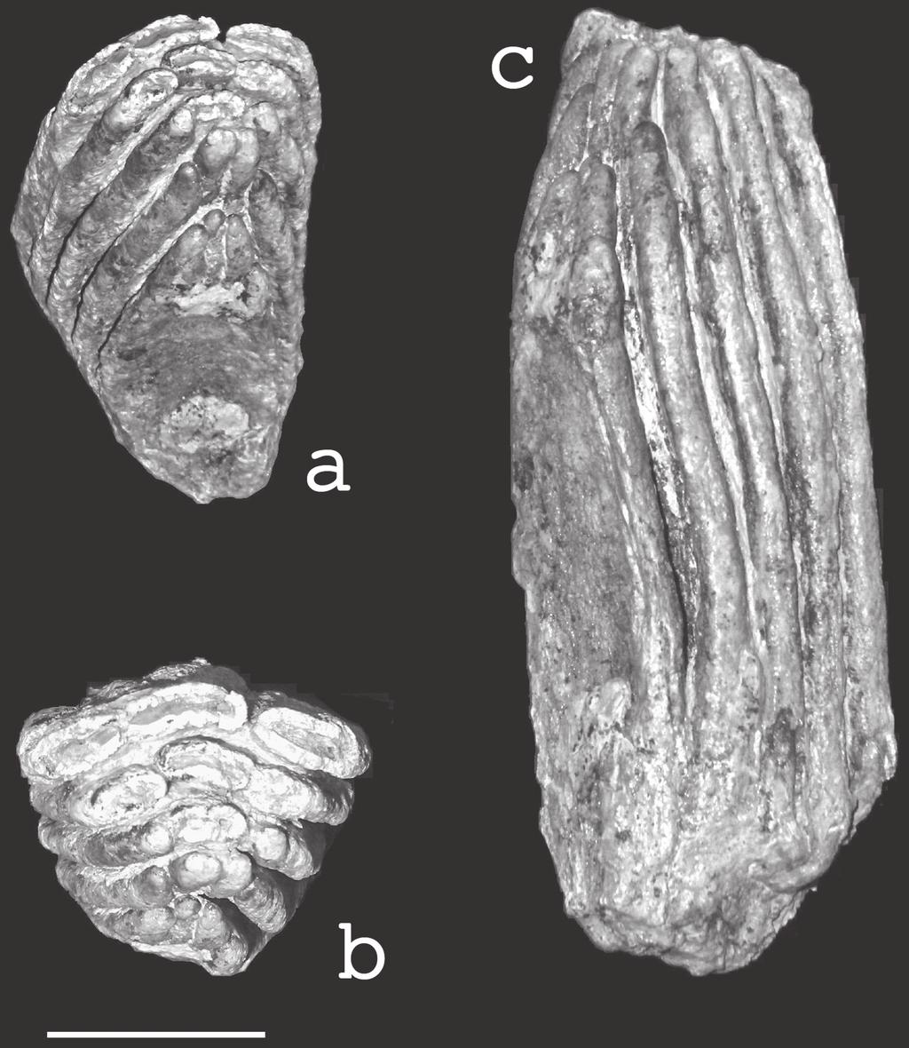 LAURITO & AGUILAR: El registro de Mammuthus en la República de El Salvador 77 Fig. 3: fragmento proximal de un molar probablemente inferior, número de catálogo 2-ss-ap-30-893 en vista a: proximal, b.