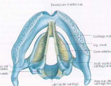 Cuerpo adiposo de laringe 11. Músculo aritenoepiglótico 12. Músculo tiroepiglótico 13.